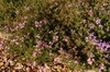 Verbena x Hybrida