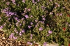 Verbena x Hybrida