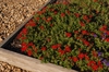Verbena x Hybrida