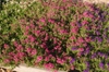 Verbena x Hybrida