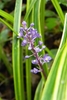 'Variegata' flower, Buncombe Co. NC, early fall