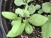 Seedlings