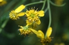 Close up of flower
