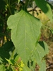 Leaf detail