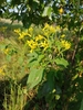 Form in bloom