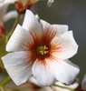 Head-on view of the white flower with dark red "eye"