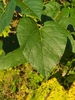 Heart-shaped leaf with an entire margin.