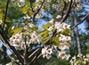 Branches with clusters of flowers and emerging young leaves.