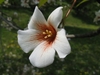 3/4 view of the white flower with dark red "eye"