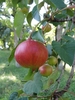 A globose, red fruit dangles from the end of a leafy branch.