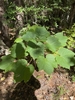 Short plant with 3-lobed leaves.
