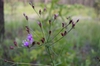 Vernonia angustifolia