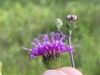 Side view of flower