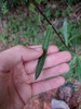 Stem leaf