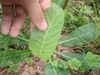 Underside of leaf
