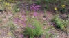 Upright plant with purple flowers.