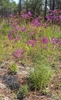 Upright plant with purple flowers.