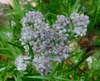 Pale lavender disc flowers