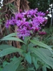 Flowers and leaves