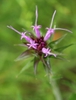 Vernonia glauca
