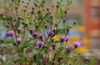 Vernonia glauca