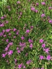 Flowers 'Iron Butterfly'