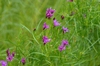 Vernonia lettermannii