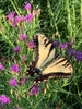 Flower with butterfly