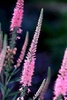 Veronica spp.