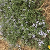 Form