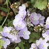 Close up of flower
