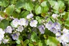 Veronica 'Waterperry Blue'