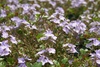 Veronica 'Waterperry Blue'