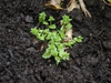 Basal and stem leaves