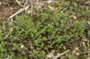 Form