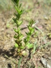 Stem and leaves