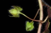 Hairy stem and bracts with fruit (Greensboro, NC)-Late Winter