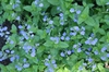 Veronica peduncularis