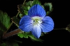 Close up of blue flower with white center