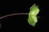 Bracts, fruit and stem with hairs (Greensboro, NC)-Late Winter