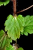 Oval leaves with hairs (Greensboro, NC)-Late Winter