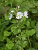 Veronica serpyllifolia