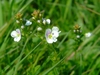 Veronica serpyllifolia