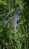 Flowers and leaves