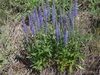 Form