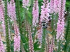 Pollinator on flower