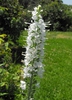 'Alba' flower