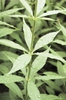 Veronicastrum virginicum