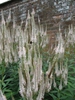 Veronicastrum virginicum