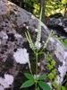 Veronicastrum virginicum